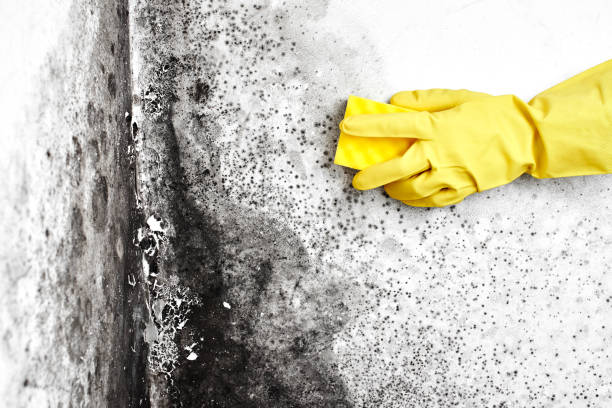 Best Water Damage & Mold Remediation  in Foley, MN